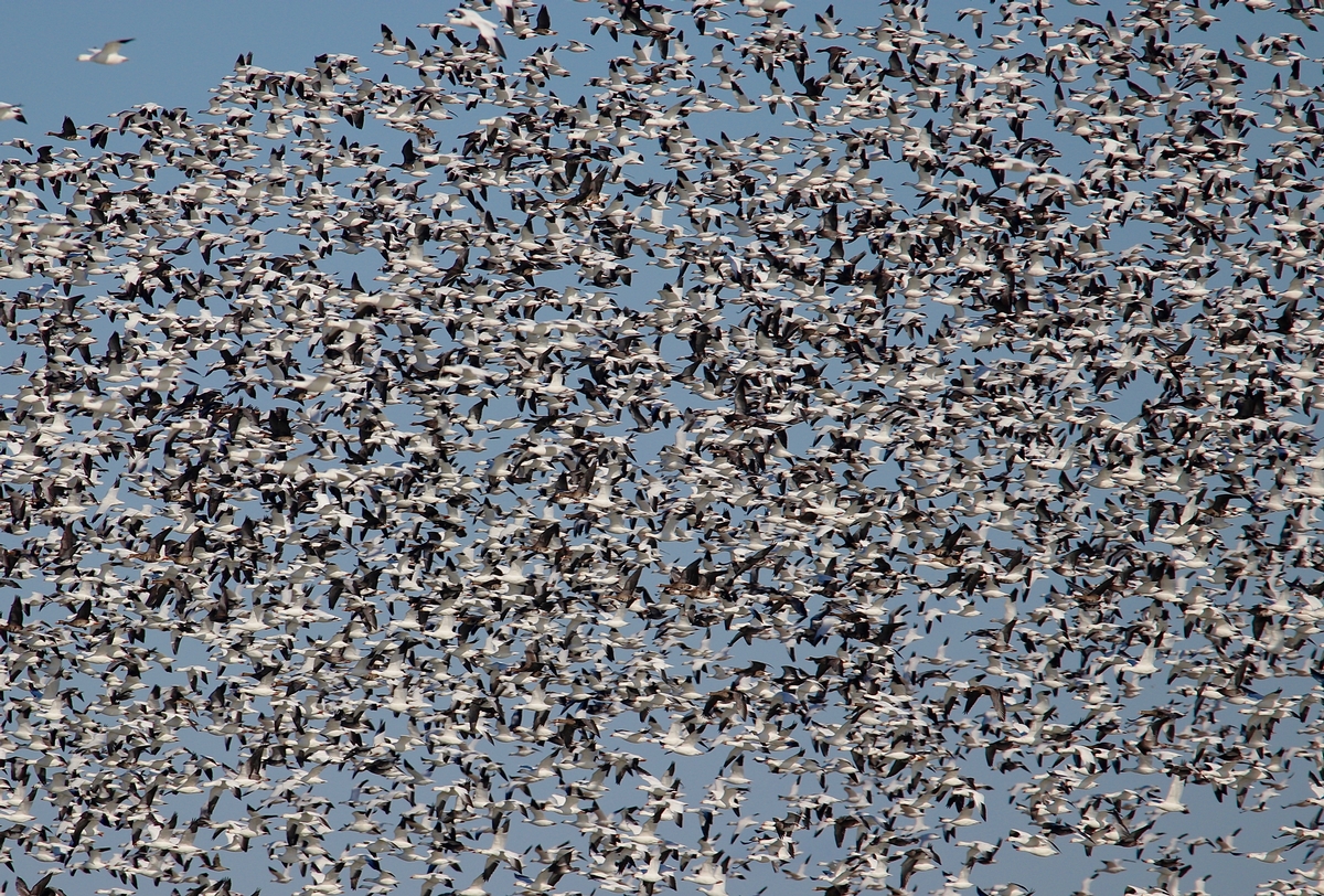 Waterfowl limits in Saskatchewan: